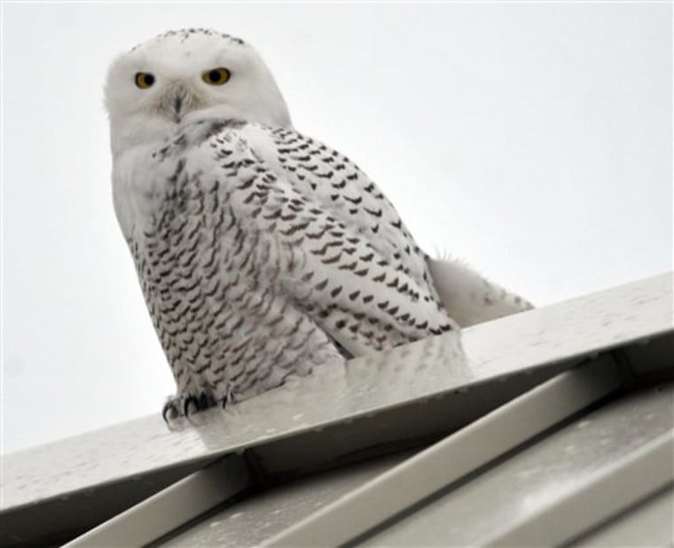 A snowy owl perches on a roof along the Lake Michigan shoreline in Racine, Wis., on Dec. 22.